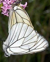 butterflies pink flower thumbnail graphic